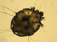 pertmethrin cream for scabies