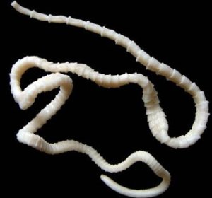 pertmethrin cream for scabies